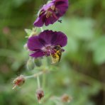 Pakost hnedočervený (Geranium phaeum) ´RAVEN´ - kont. P11